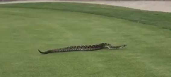 Video con rắn chuông dài 2.5m bất ngờ trườn trên bãi cỏ sân golf ở Mỹ được lan truyền khắp cộng đồng mạng.