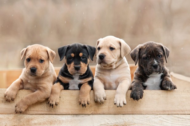 Giống chó Labrador mang màu nâu sô cô la thường có tuổi thọ ngắn hăn đáng kể so với các chú chó màu khác.