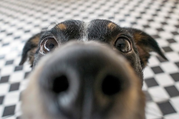Chó có số lượng thụ thể khứu giác nhiều gấp hơn 4 lần con người.