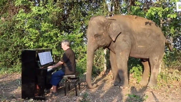 Chú voi thích thú khi nghe tiếng đàn piano.