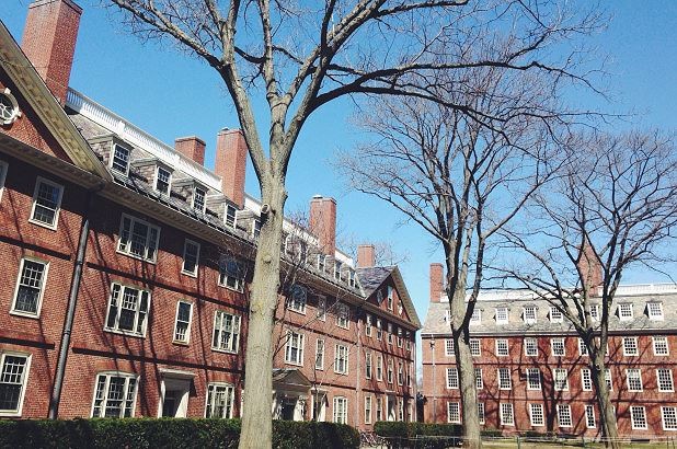 Hàng cây sồi cổ gắn bó với nhiều thế hệ sinh viên Harvard.