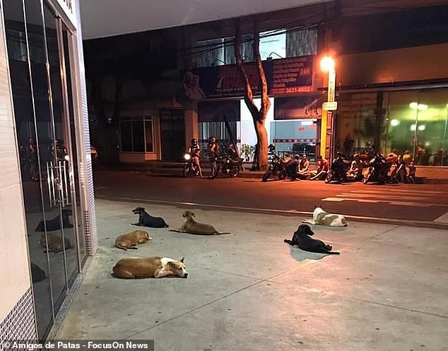 6 chú chó trung thành chạy theo chủ tới bệnh viện và nằm dài chờ đợi bên ngoài.