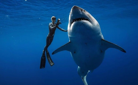 Cá mập trắng khổng lồ dài 6m vừa được phát hiện ngoài khơi Hawaii, Mỹ