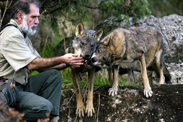 Chó cộng tác tốt với con người do đặc điểm hành vi cụ thể của chúng có điểm chung với chó sói.