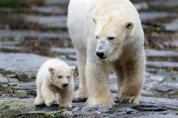 Bé gấu Bắc cực 3 tháng tuổi lần đầu tiên được ra ngoài dạo chơi cùng gấu mẹ ngày 15/3 vừa qua.