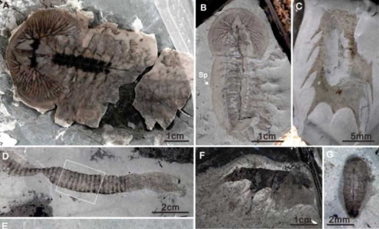 Những phát hiện cực hiếm của Trung Quốc về hóa thạch cổ.