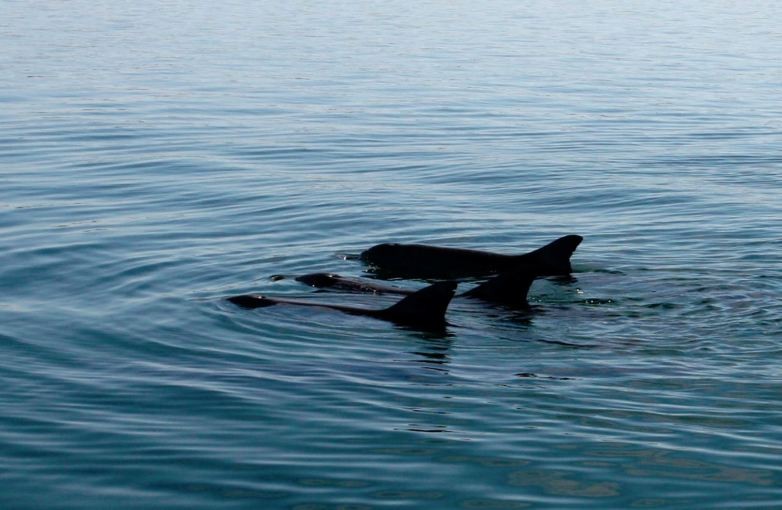 Hiện tượng cá heo chết hàng loạt là do sự nóng lên toàn cầu, trong đó có nước biển.