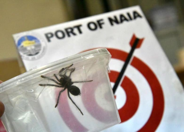 Những con nhện độc đang được tuồn vào Philippines bất hợp pháp.