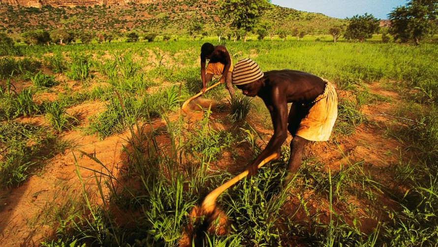 Những người nông dân dân tộc Dogon ở miền Trung Mali. Ảnh minh họa.