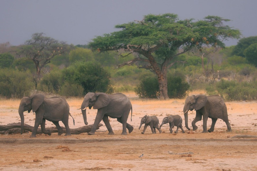 Loài voi ở Zimbabwe đang có nguy cơ tuyệt chủng vì hạn hán.