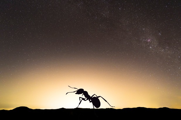 Các loài côn trùng ban đêm dễ bị ảnh hưởng bởi ánh sáng nhân tạo 