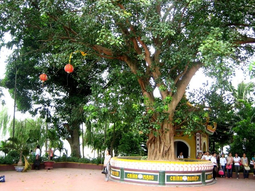 Cây bồ đề có gốc tích Ấn Độ tại chùa Trấn Quốc, Hà Nội.