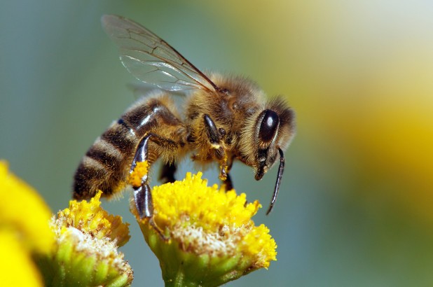 Các bầy ong trên thế giới đang chết hàng loạt vì virus giống như SARS-CoV-2.