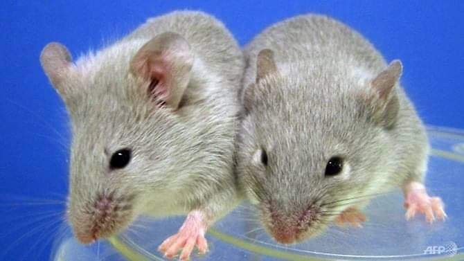 Các nhà khoa học đã thành công trong việc cấy các tế bào sản xuất insulin được chiết xuất từ tế bào gốc vào trong những con chuột bị tiểu đường.