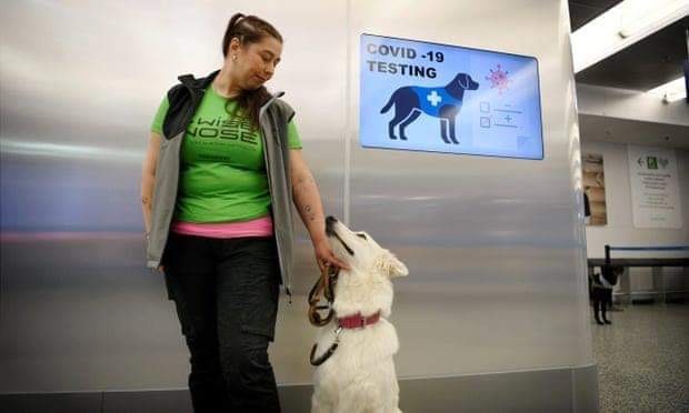 Chó đánh hơi vi rút corona và người huấn luyện tại sân bay Helsinki, Phần Lan.
