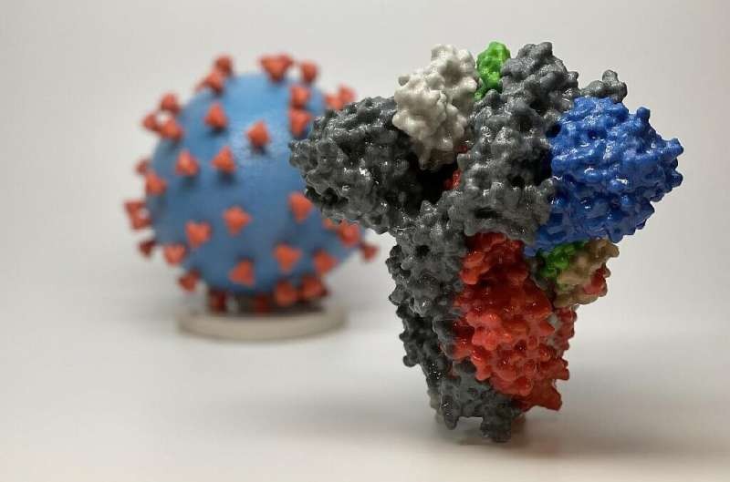 Kháng thể có thể suy giảm, nhưng tế bào B nhớ mặt virus SARS-CoV-2 và báo cho hệ miễn dịch sản xuất kháng thể tiêu diệt virus.