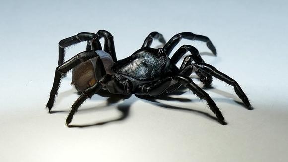 Loài nhện mới được xác định, đã từng có nguy cơ tuyệt chủng.