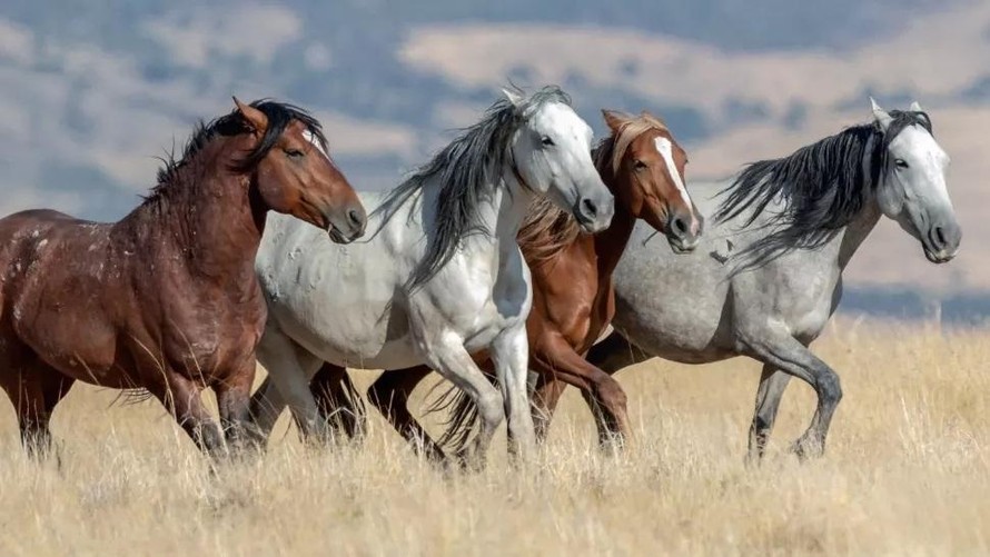 Những chú ngựa mustang hoang dã ở Mỹ có nguồn gốc từ Tây Ban Nha.