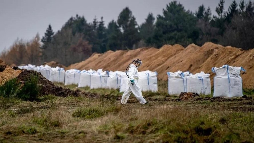 Hàng triệu xác chồn được chôn gần khu vực quân sự Hostebro, Đan Mạch.