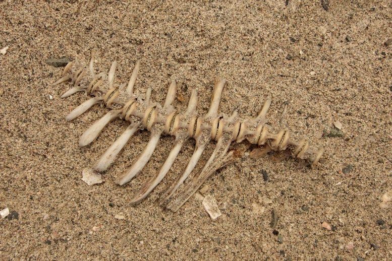 Câc bộ xương cá cổ đại hơn 2.000 năm được khai quật ở Tel Aviv đã tiết lộ về chế độ ăn kiêng của người Do Thái cổ.