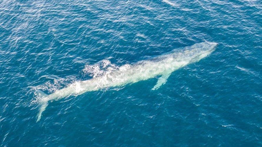 Mặc dù kích thước khổng lồ, nhưng quần thể cá voi xanh bí ẩn mới được phát hiện ở Ấn Độ Dương.