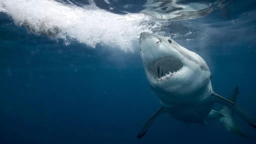 Cá mập trắng rất hung tợn, chúng hay tấn công con người.