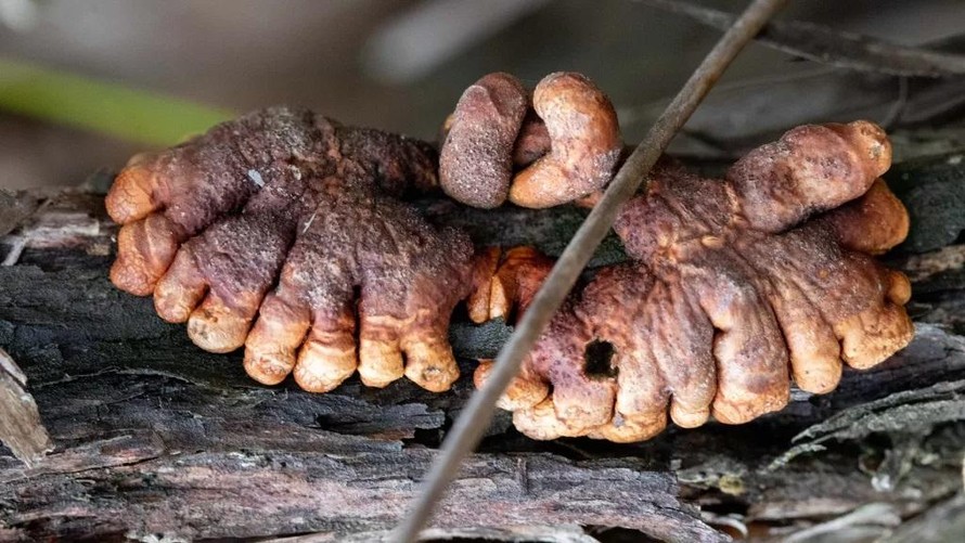 Loài nấm hiếm gặp có hình " ngón tay thây ma" ở Úc.