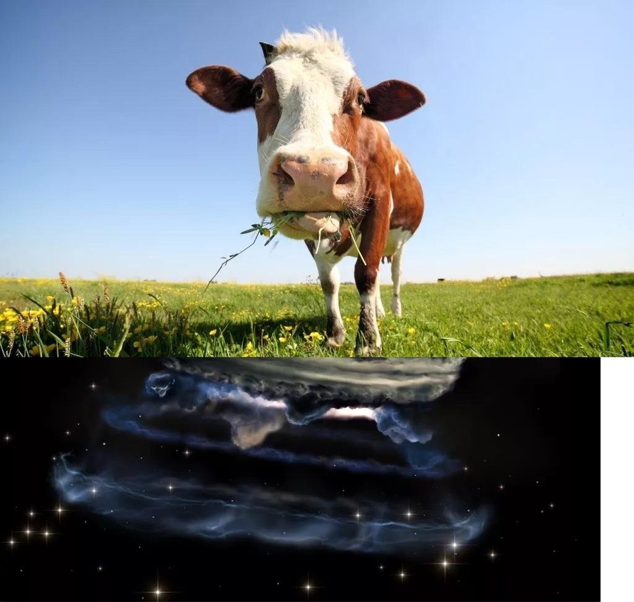 Vi khuẩn trong dạ dày bò có thể phân hủy được nhựa polyeste.
