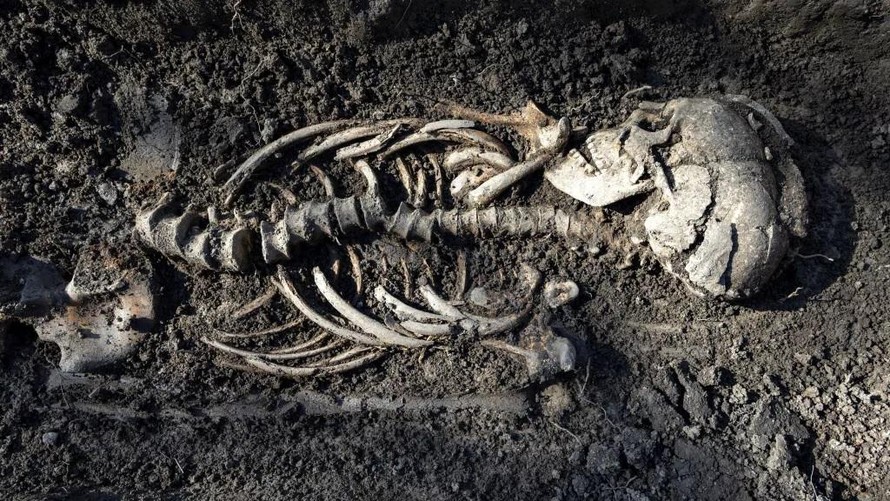 Cận cảnh một bộ xương được bảo quản khá tốt hơn 1.000 năm trước.