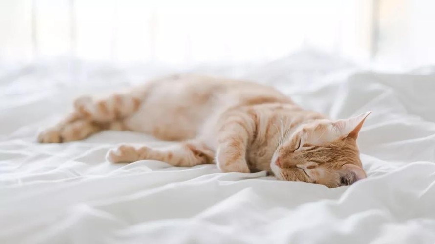 Mèo thường hay được lên giường nằm với chủ và nằm sát với chủ nên có nguy cơ mắc COVID-19 từ chủ cao hơn chó.