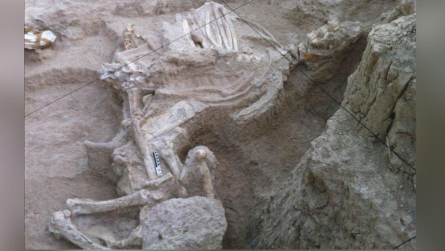 Một bộ xương có khớp nối của Decennatherium rex, tổ tiên của hươu cao cổ, được tìm thấy tại địa điểm Batallones-10 ở Tây Ban Nha.