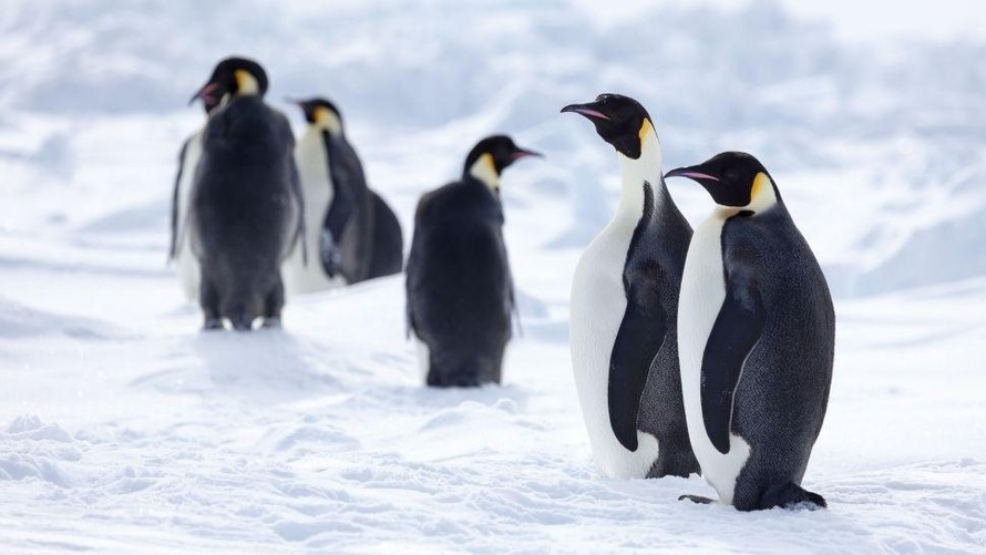 Chim cánh cụt hoàng đế ở Nam Cực.