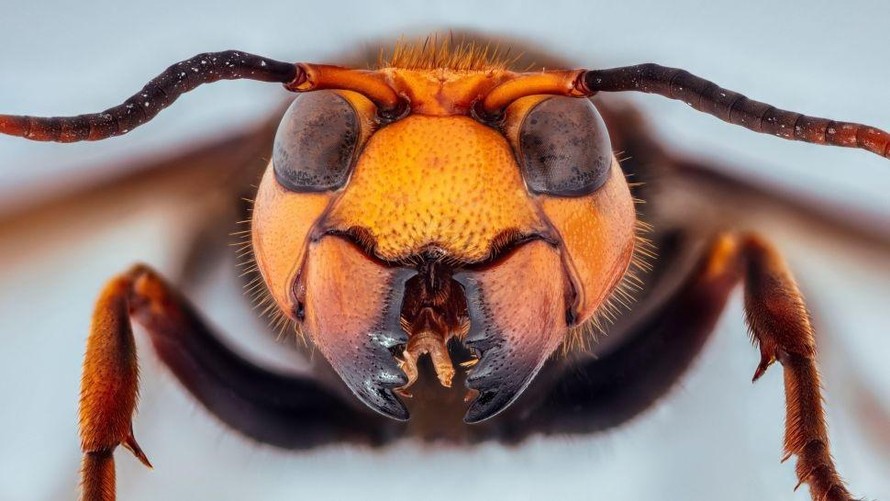 "Ong bắp cày sát thủ" chuyên tấn công, sát hại ong mật và ong bắp cày khác.