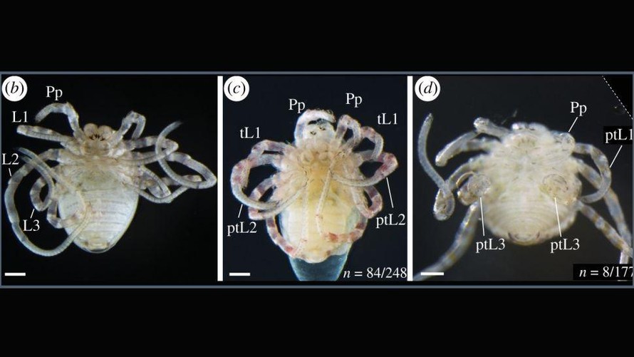 Những phôi nhện chân ngắn được tạo ra trong phòng thí nghiệm.