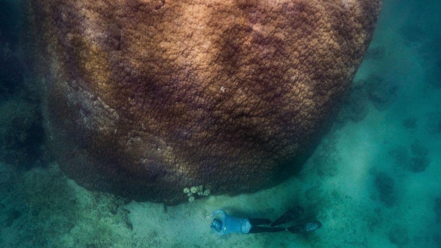 Loài san hô lớn nhất và lâu đời nhất tại rạn san hô Great Barrier.