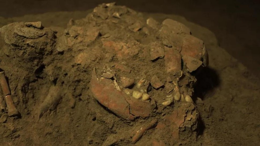 Hộp sọ và răng hàm của người phụ nữ được chôn cất cách đây 7.200 năm ở Indonesia.