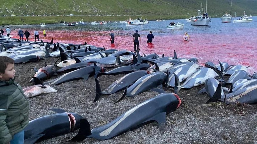 Xác chết đẫm máu của cá heo đã được bỏ lại trên bãi biển sau vụ giết hàng loạt trên đảo Faroe.