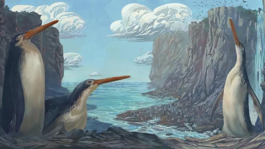 Các nhà khoa học đã đo và quét bộ xương, tái tạo lại chim cánh cụt khổng lồ dưới dạng mô hình 3D. 