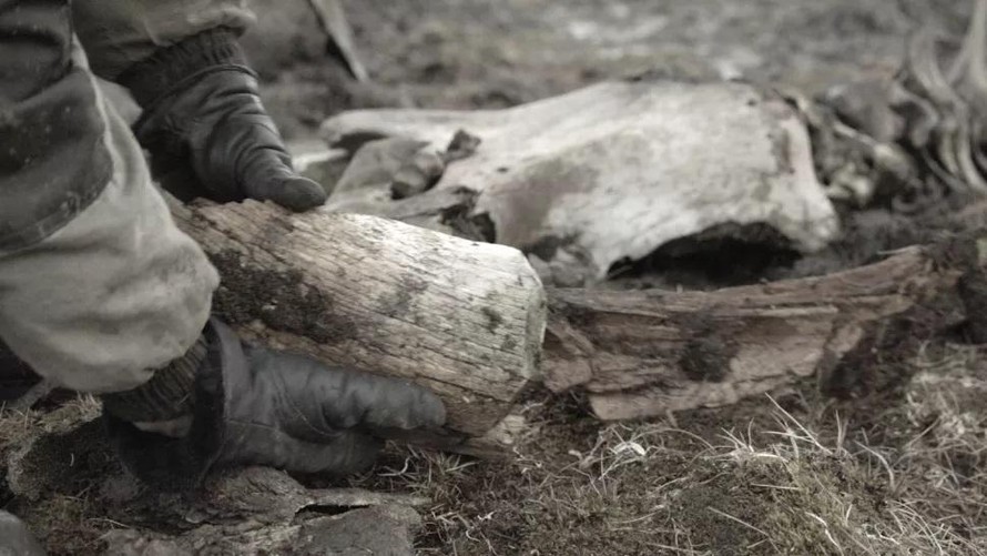Bộ xương voi ma mút được khai quật tại Siberia mùa hè này cho thấy bằng chứng về con người thời kỳ đồ đá.