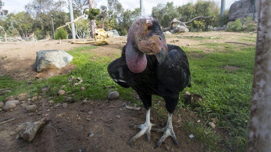 Gà Condors, loài sinh sản vô tính mới được phát hiện tại California, Mỹ.