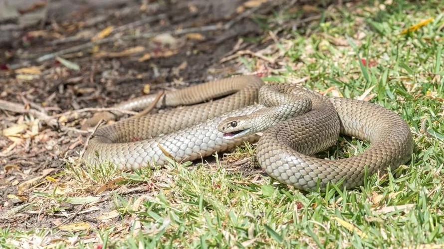 Rắn nâu là loài rắn độc thứ 2 trên thế giới, rất phổ biến ở Úc.