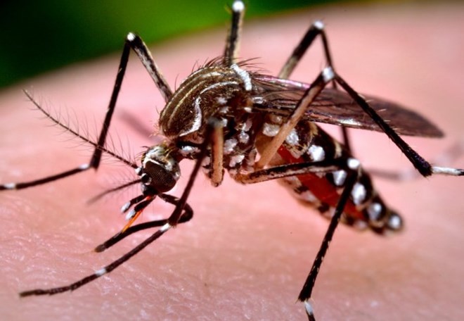 Muỗi vằn Aedes là trung gian truyền bệnh sốt xuất huyết. Ảnh minh hoạ: Internet