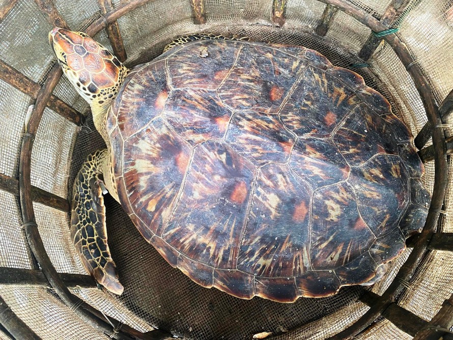 Cá thể rùa biển đi lạc vào vùng đầm phá tại TP Huế và vướng lưới của ngư dân