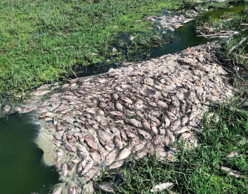 Cá tự nhiên tại các ao hồ gần nhà máy ở KCN Phong Điền chết hàng loạt vào giữa tháng 8/2021