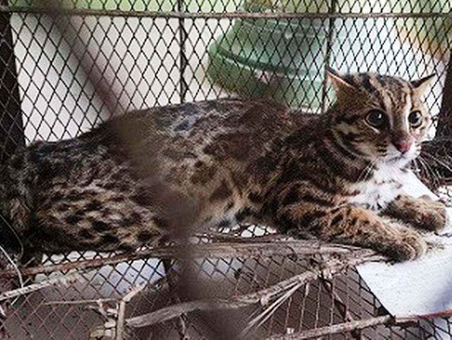 Một con mèo rừng quý hiếm từng được cứu hộ, thả về môi trường tự nhiên tại TT-Huế cách đây chưa lâu