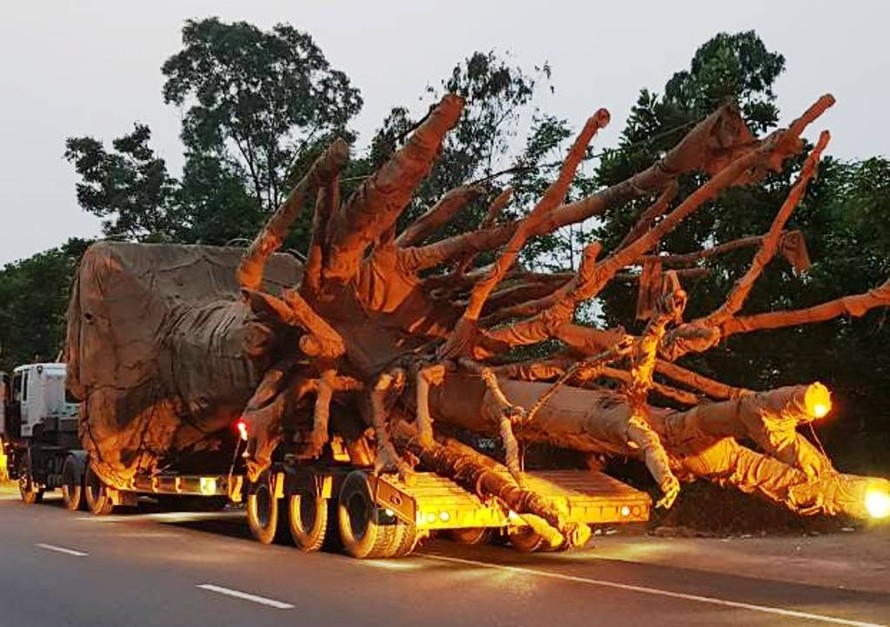 Đoàn xe chở cây "quái thú" sau khi đi qua nhiều tỉnh, thành đã bị lực lượng CSGT Công an TT-Huế chốt chặn, xử lý. 