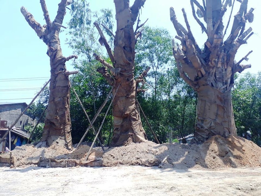 Sau nhiều tuần phơi nắng, ca3 cổ thụ "quái thú" được trồng tạm ven Quốc lộ 1 nhánh tránh TP Huế qua phường Phú Bài, thị xã Hương Thủy