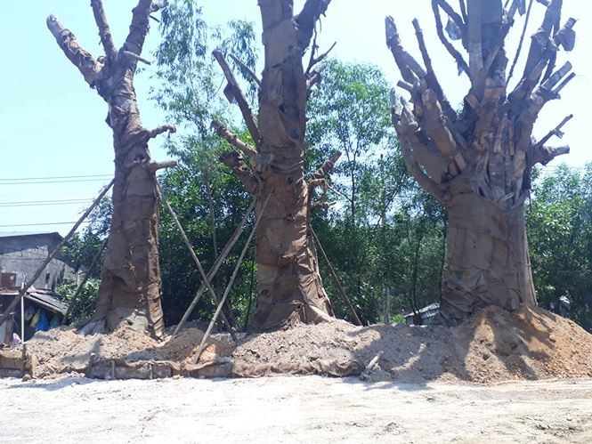 Văn phòng UBND tỉnh TT-Huế cho biết, việc xử lý về vận chuyển 3 cây cổ thụ “quái thú” này của chủ cây Kiều Văn Chương hiện không còn thuộc thẩm quyền của tỉnh này nữa