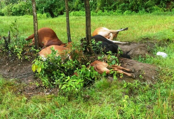 Hiện trường đàn bò bị sét đánh chết tại xã Phú Sơn