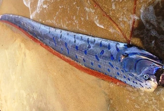 Xác cá Hố rồng dài đến 4 mét vừa dạt vào bờ biển TT-Huế. Ảnh: A.K